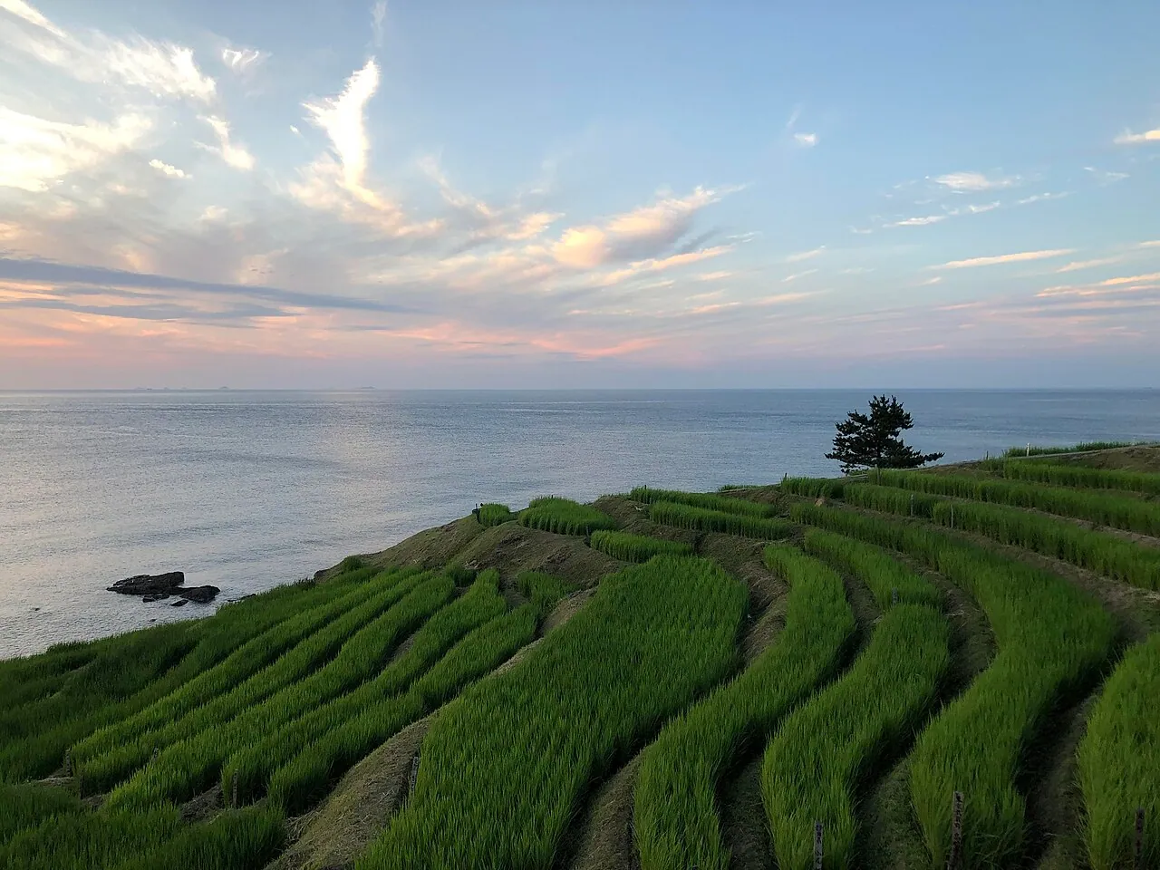 Green rice terraces overlooking the calm sea beneath a pastel evening sky in Wajima.